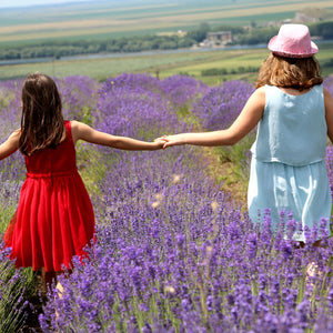 Pure Lavender Oil – Natural Relaxation and Care