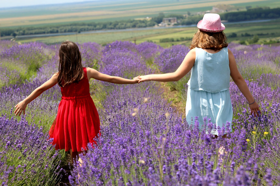 Pure Lavender Oil – Natural Relaxation and Care