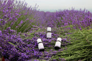 Lavender Oil for Restful Sleep and Healthy Skin